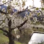 Floración del cerezo