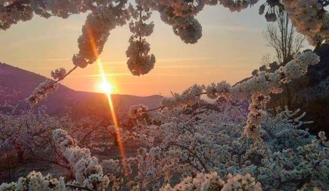 Floración del cerezo