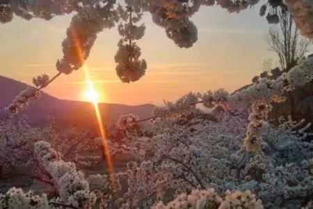 Floración del cerezo