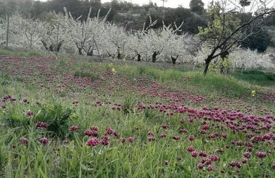 Ruta de los cerezos en flor en Torres